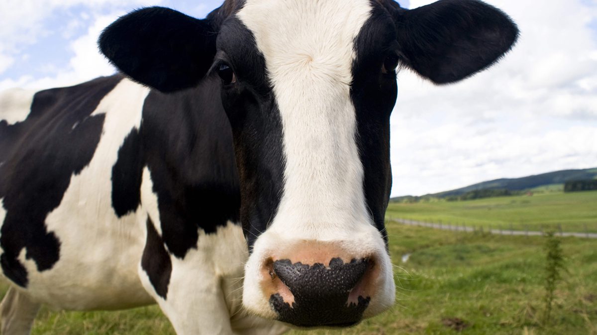 Video Marketing Lessons From the Cattle Industry